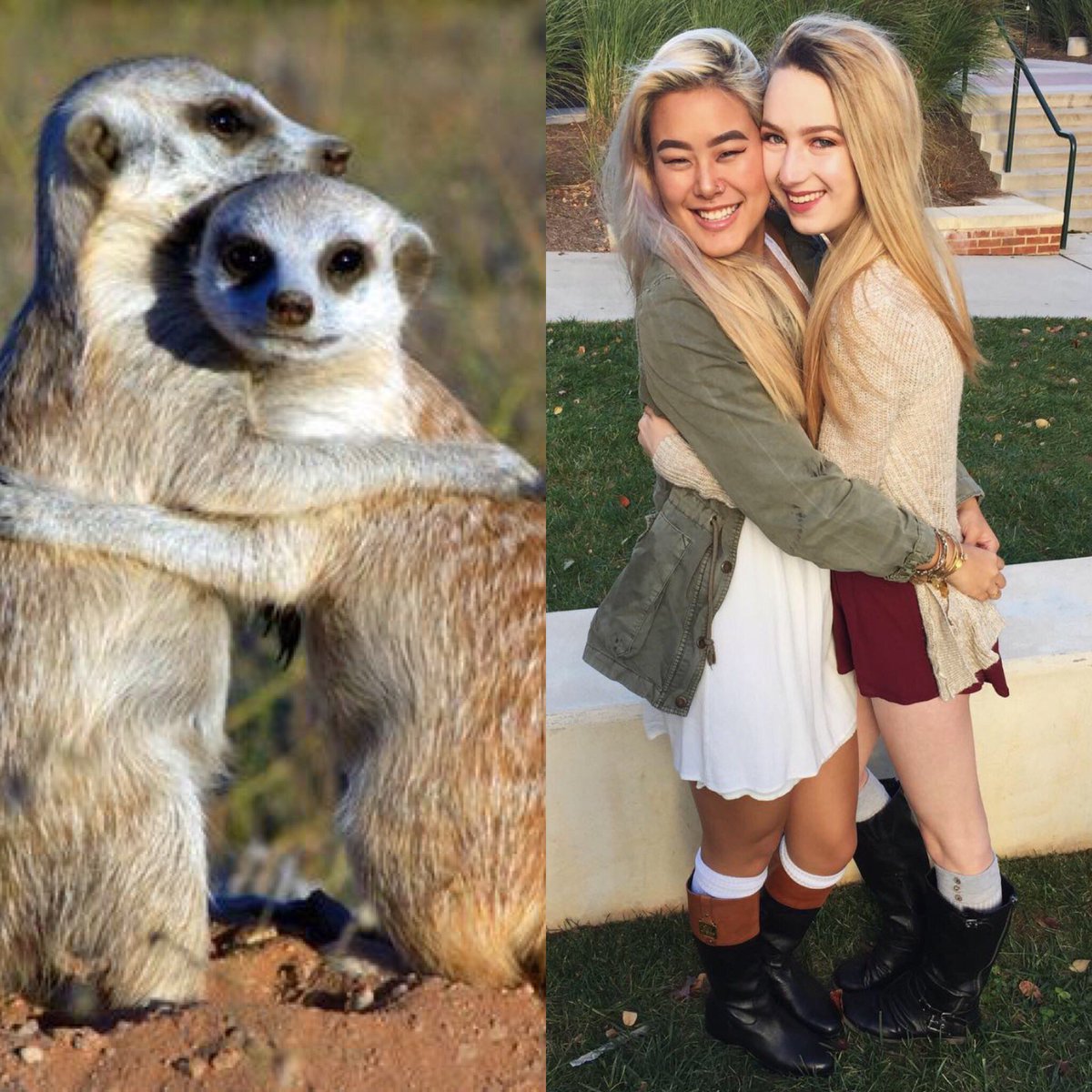 27 Proofs That Sorority Girls Are Just Like Meerkats!