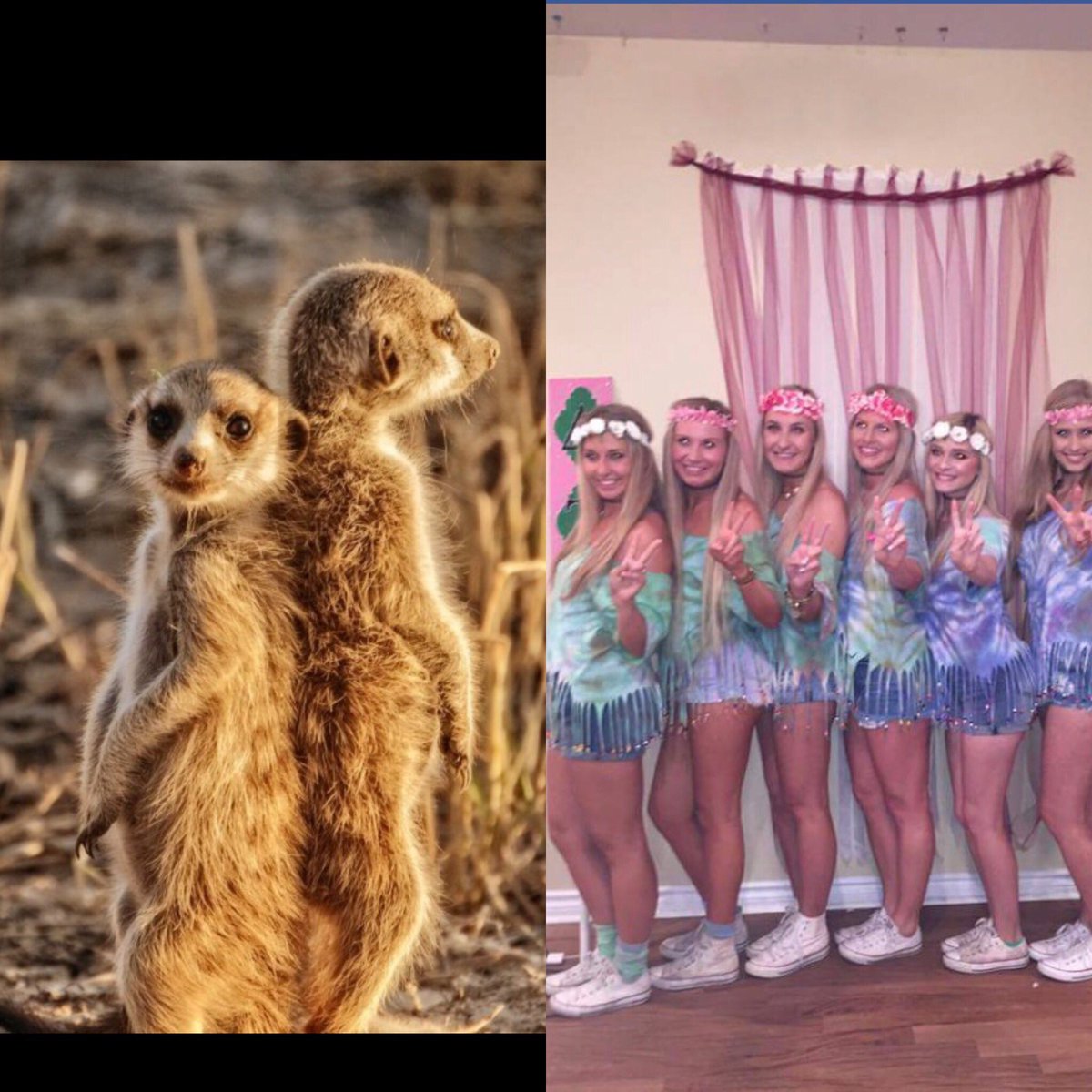 27 Proofs That Sorority Girls Are Just Like Meerkats!