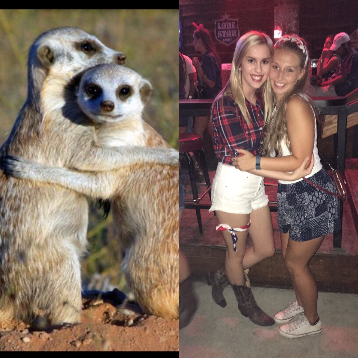 27 Proofs That Sorority Girls Are Just Like Meerkats!