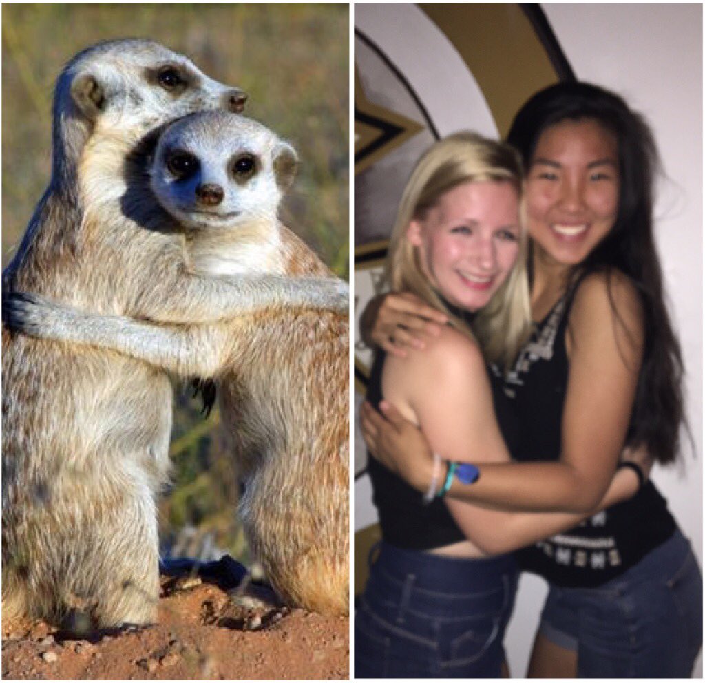 27 Proofs That Sorority Girls Are Just Like Meerkats!