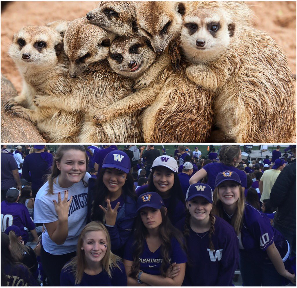 27 Proofs That Sorority Girls Are Just Like Meerkats!