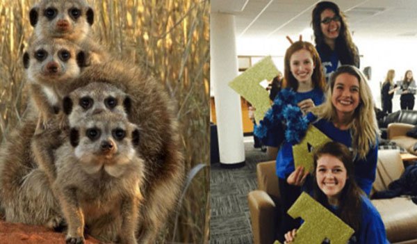 27 Proofs That Sorority Girls Are Just Like Meerkats!