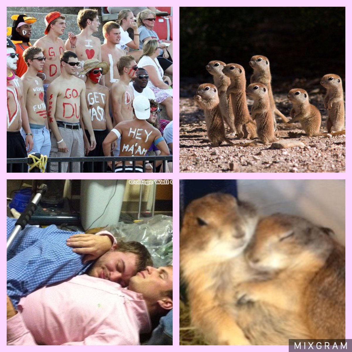 27 Proofs That Sorority Girls Are Just Like Meerkats!