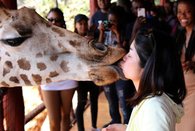 giraffe french kiss