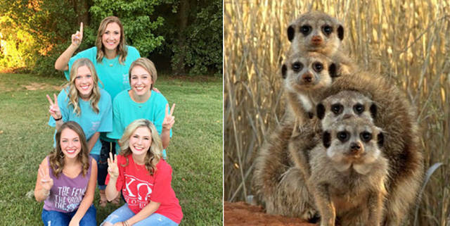 Sorority Girls Being Compared To Meerkats-