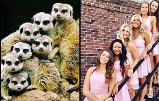 Sorority Girls Being Compared To Meerkats-