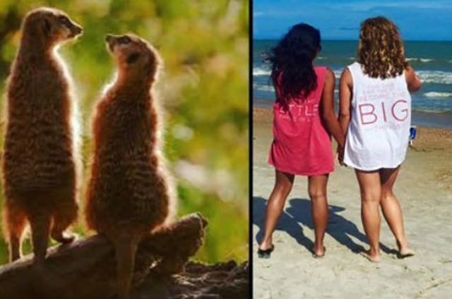 Sorority Girls Being Compared To Meerkats-