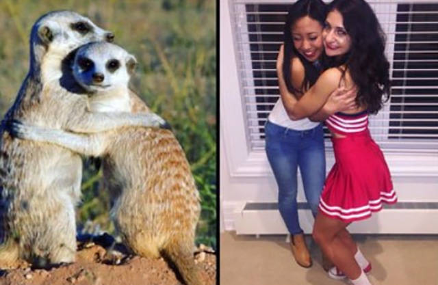 Sorority Girls Being Compared To Meerkats-