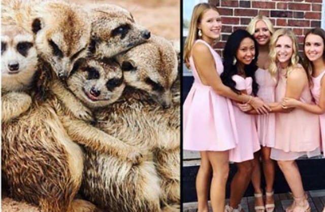 Sorority Girls Being Compared To Meerkats-