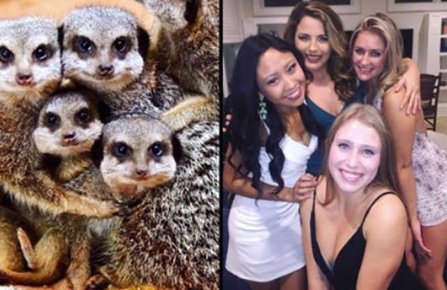 Sorority Girls Being Compared To Meerkats-