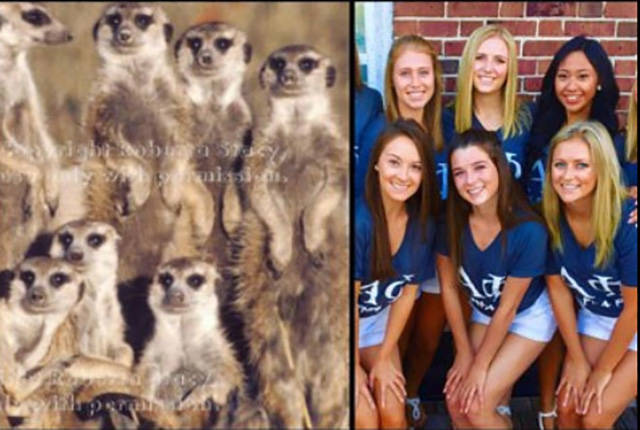 Sorority Girls Being Compared To Meerkats-