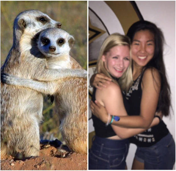 Sorority Girls Being Compared To Meerkats-