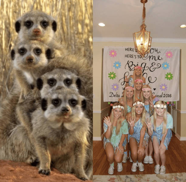 Sorority Girls Being Compared To Meerkats-