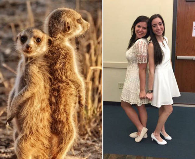 Sorority Girls Being Compared To Meerkats-