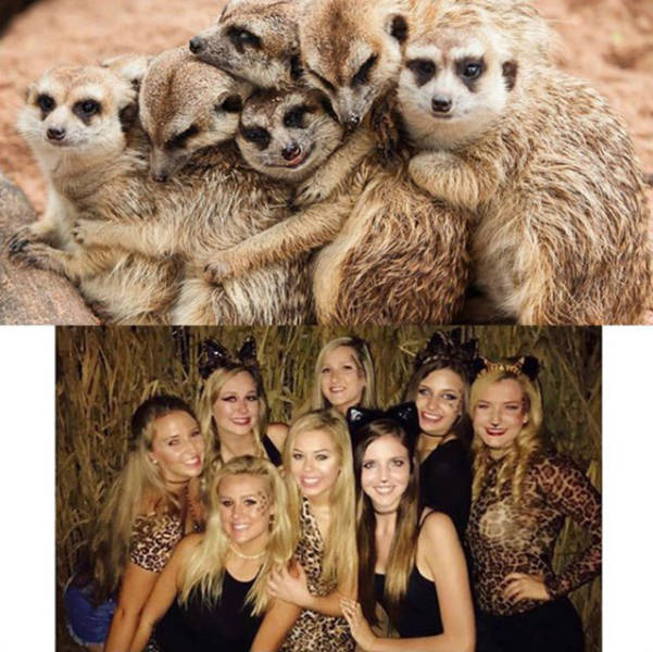 Sorority Girls Being Compared To Meerkats-