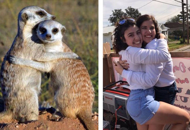 Sorority Girls Being Compared To Meerkats-