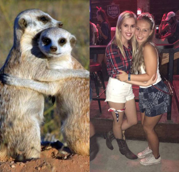 Sorority Girls Being Compared To Meerkats-