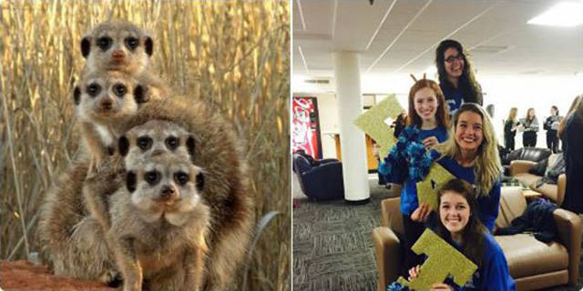 Sorority Girls Being Compared To Meerkats-