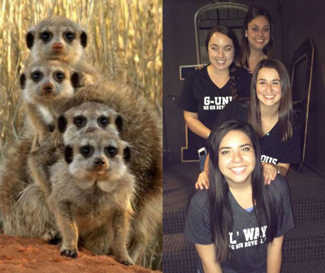 Sorority Girls Being Compared To Meerkats-