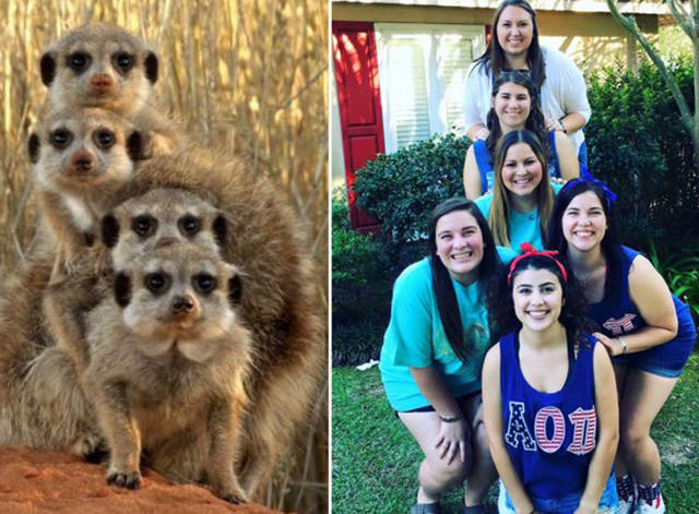 Sorority Girls Being Compared To Meerkats-