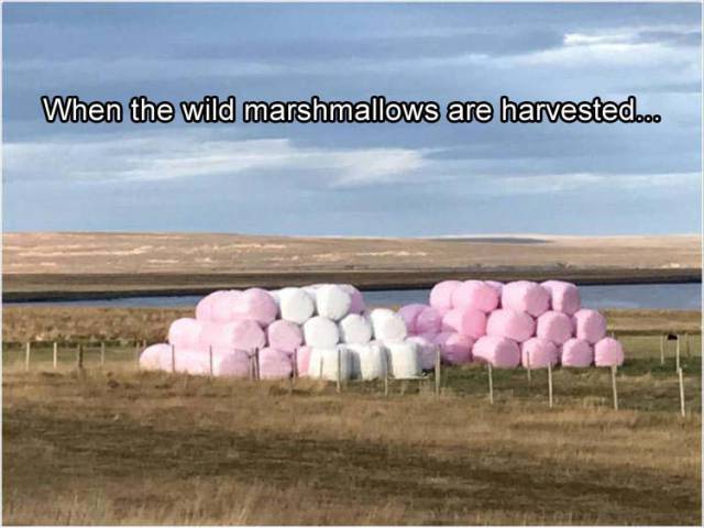 marshmallow harvest - When the wild marshmallows are harvested.o.