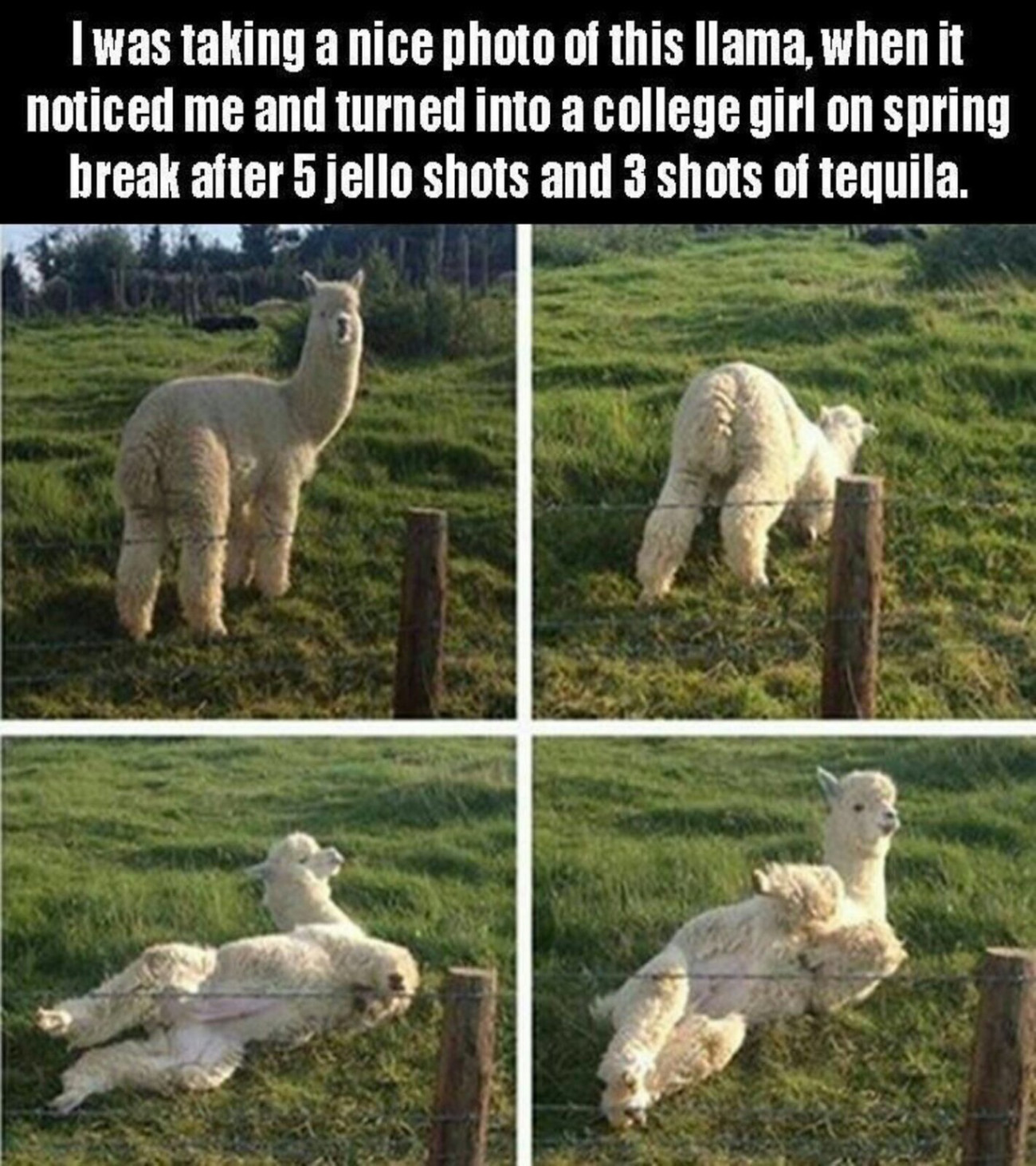 Funny pictures of a Llama that turned into a college girl on spring break after 5 jello shots and 3 shots of tequila