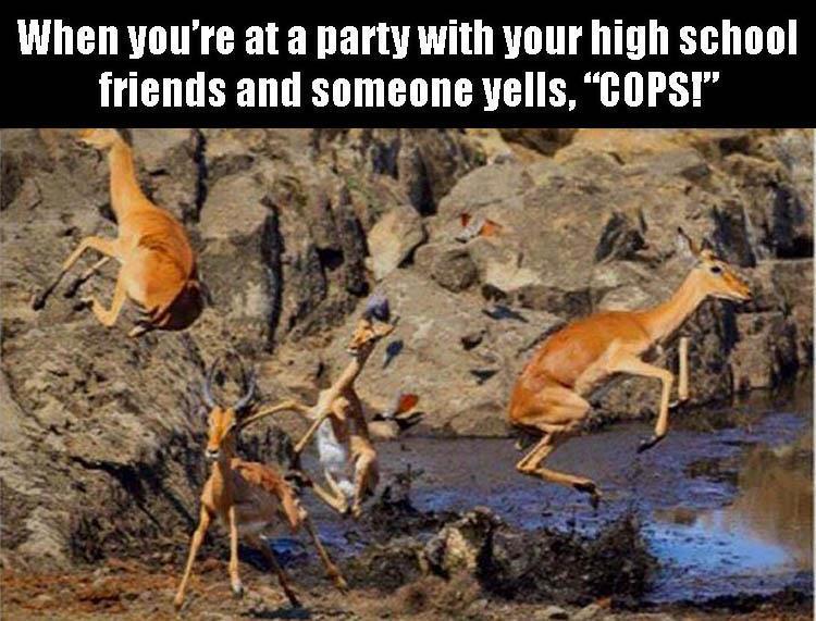 funny picture of deers scampering with caption of the meme stating the feeling of when your high school friends at a party and someone yells cops