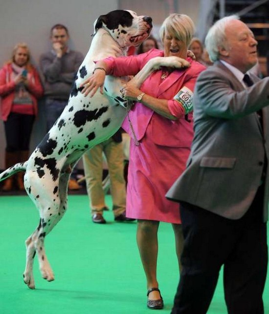 Dalmatian dog hilarious trying to dance with woman in pink dress