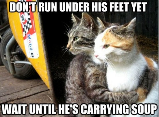 meme - cat sweet love - Dont Run Under His Feet Yet Mobil Wait Until He'S Carrying Soup