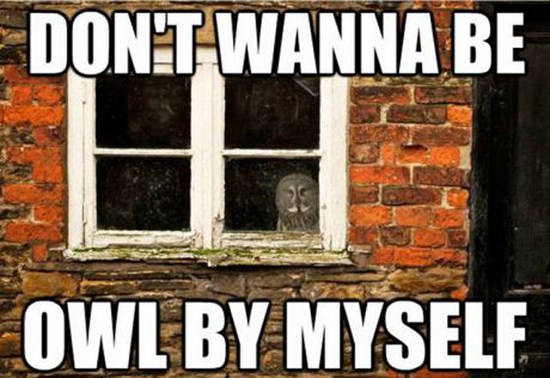 meme - all by myself funny - Don'T Wanna Be Owl By Myself