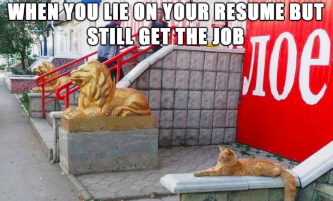 random pic cat as a metaphor for imposter syndrome - When You Lie On Your Resume But Still Get The Job