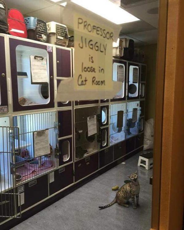 random professor jiggly is loose in the cat room - Professor Jiggly loose in Cat Room