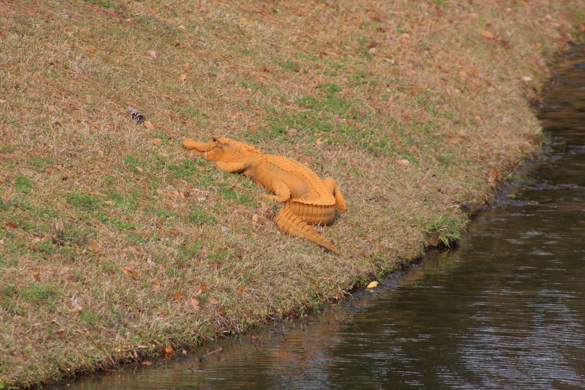 random orange alligator in charleston