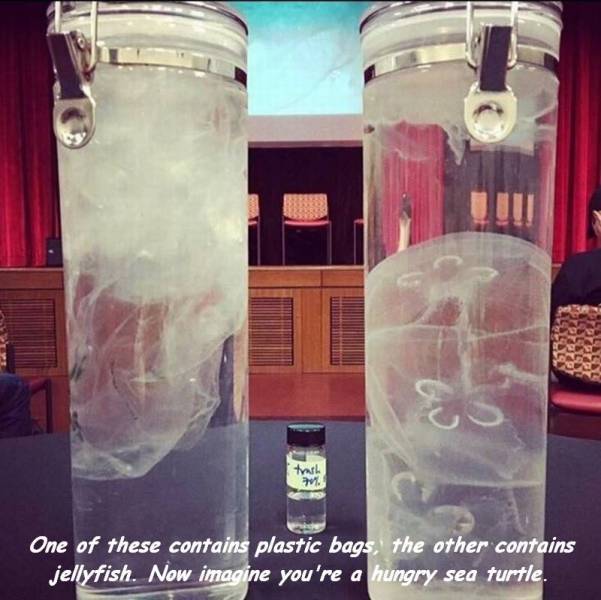 jellyfish and plastic bags - . One of these contains plastic bags the other contains jellyfish. Now imagine you're a hungry sea turtle.