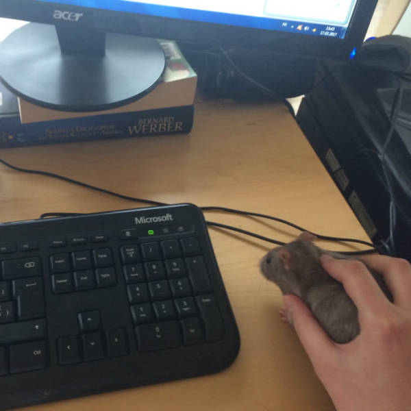 wyd after smoking this mouse - acer Microsoft