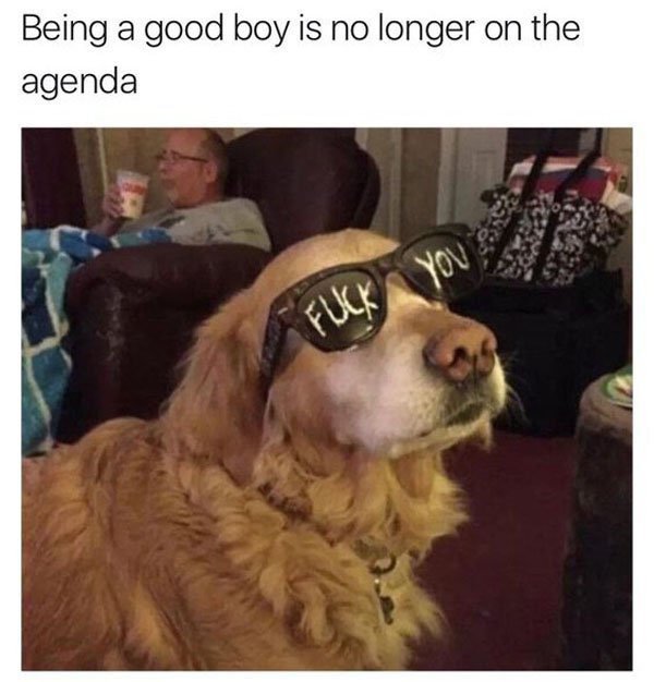 Bad boy dog wearing FU sunglasses in this savage dank meme.