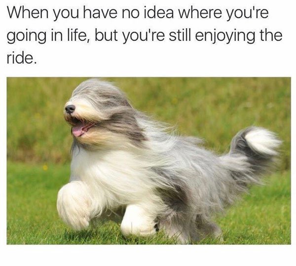 Dog with long hair running just like me in life.