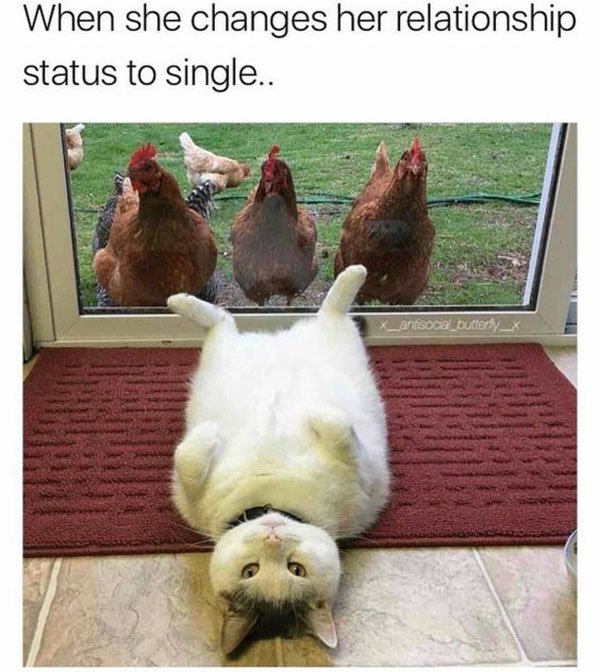 Funny meme about what a girl implies when she changes her status to single.
