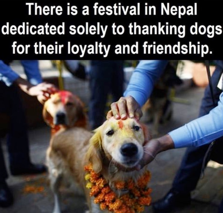 there is a festival in nepal thanking dogs - There is a festival in Nepal dedicated solely to thanking dogs for their loyalty and friendship.