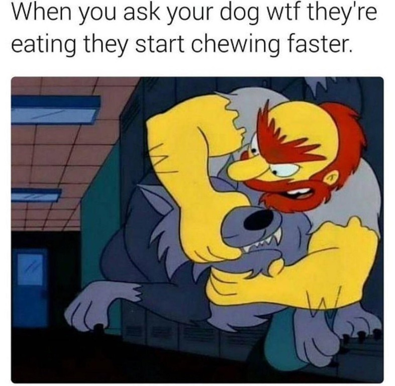 your dog starts chewing faster meme - When you ask your dog wtf they're eating they start chewing faster.