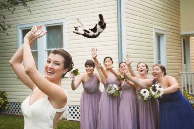 bride throwing cat meme