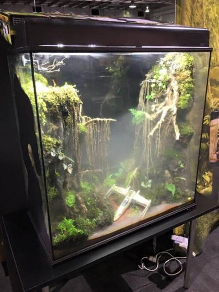 dagobah terrarium