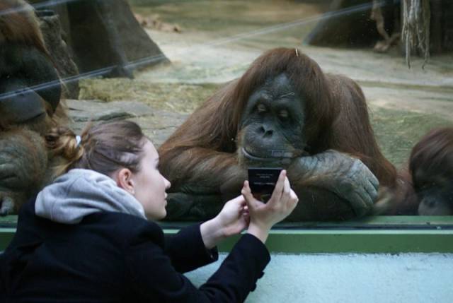 orangutan cell phone