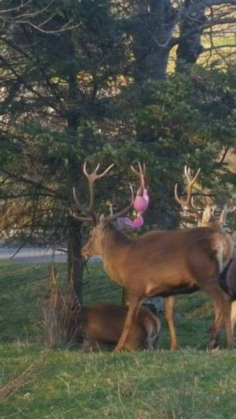 deer with underwear on antlers