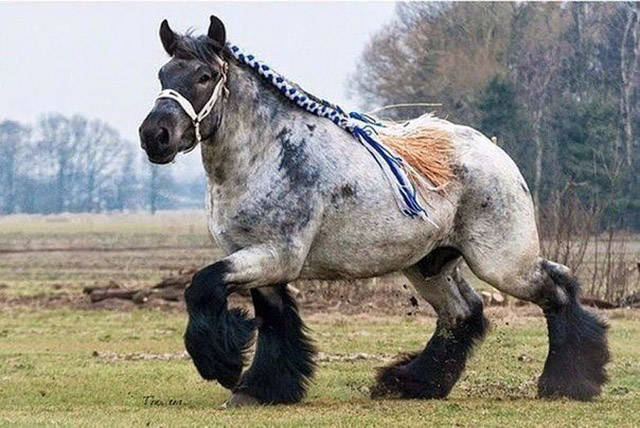 ardennes draft horse