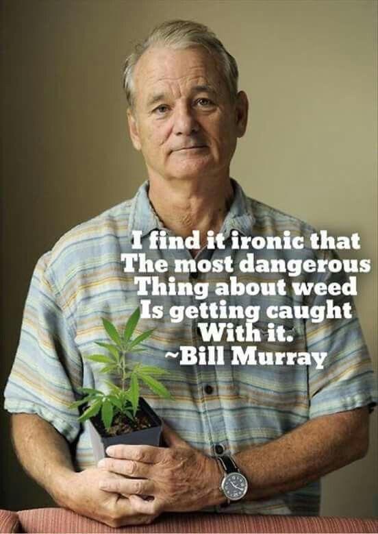 cool bill murray marijuana - I find it ironic that The most dangerous Thing about weed Is getting caught With it. ~Bill Murray