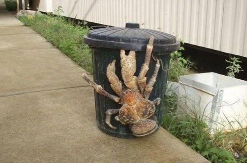 cool palau coconut crab