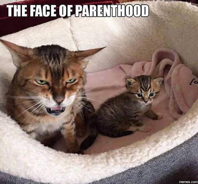 Funniest cat meme about parenthood.
