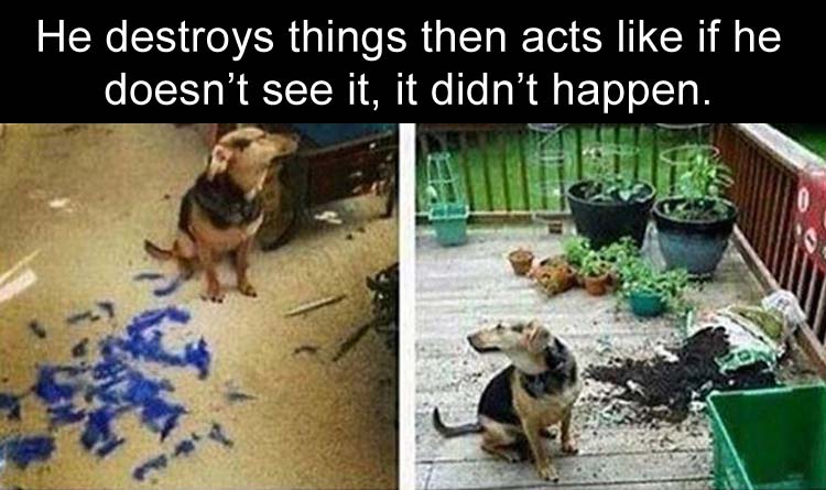 dog pretending not to look - He destroys things then acts if he doesn't see it, it didn't happen.