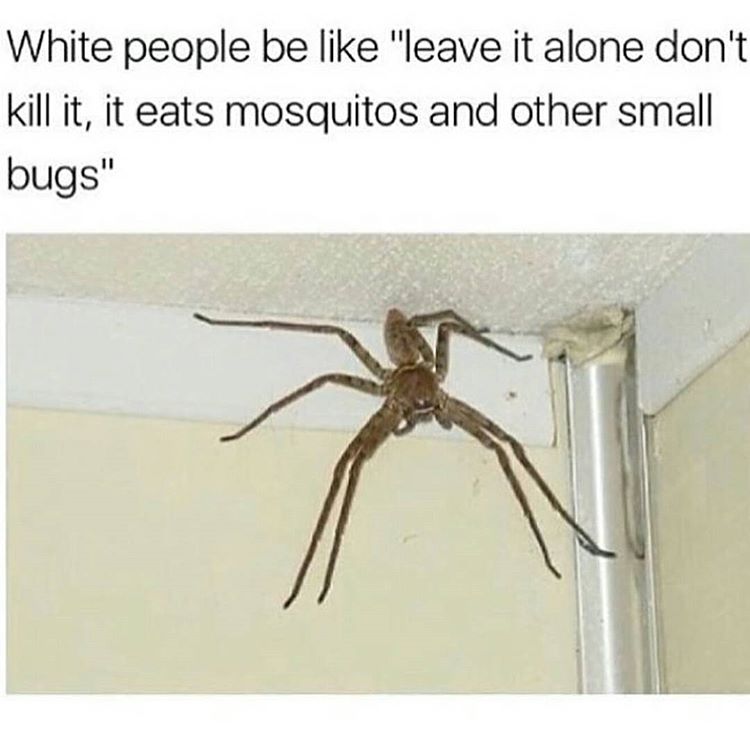 giant huntsman spider - White people be "leave it alone don't kill it, it eats mosquitos and other small bugs"